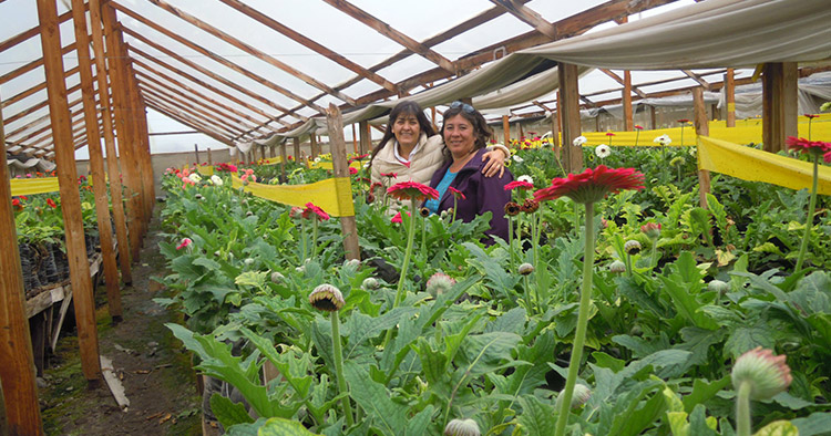 Visita a cultivos agrícolas Galarse - Quillota - Santiago de Chile